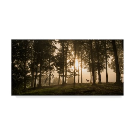 Leif Londal 'Deer In The Morning Mist' Canvas Art,16x32